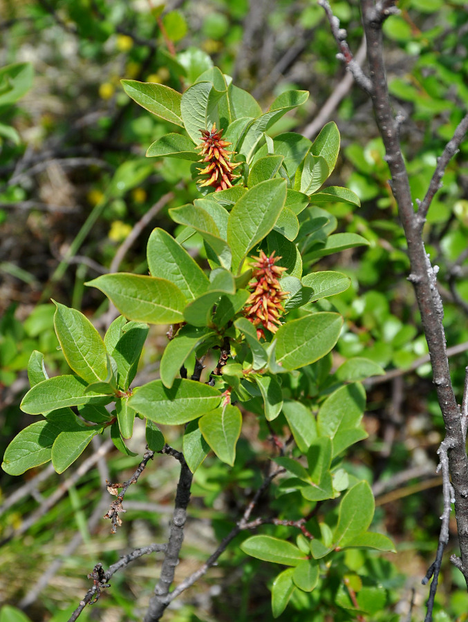 Image of genus Salix specimen.