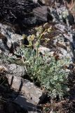 Ferula karataviensis