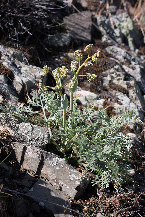 Image of Ferula karataviensis specimen.