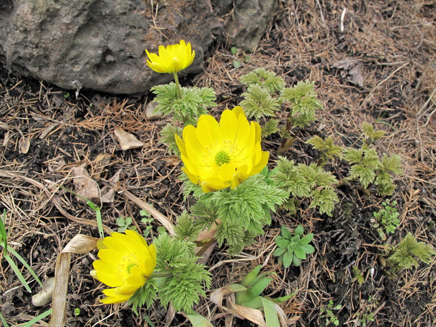 Изображение особи Adonis amurensis.