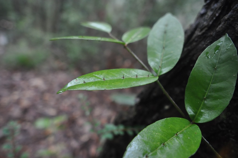 Image of Zanthoxylum nitidum specimen.
