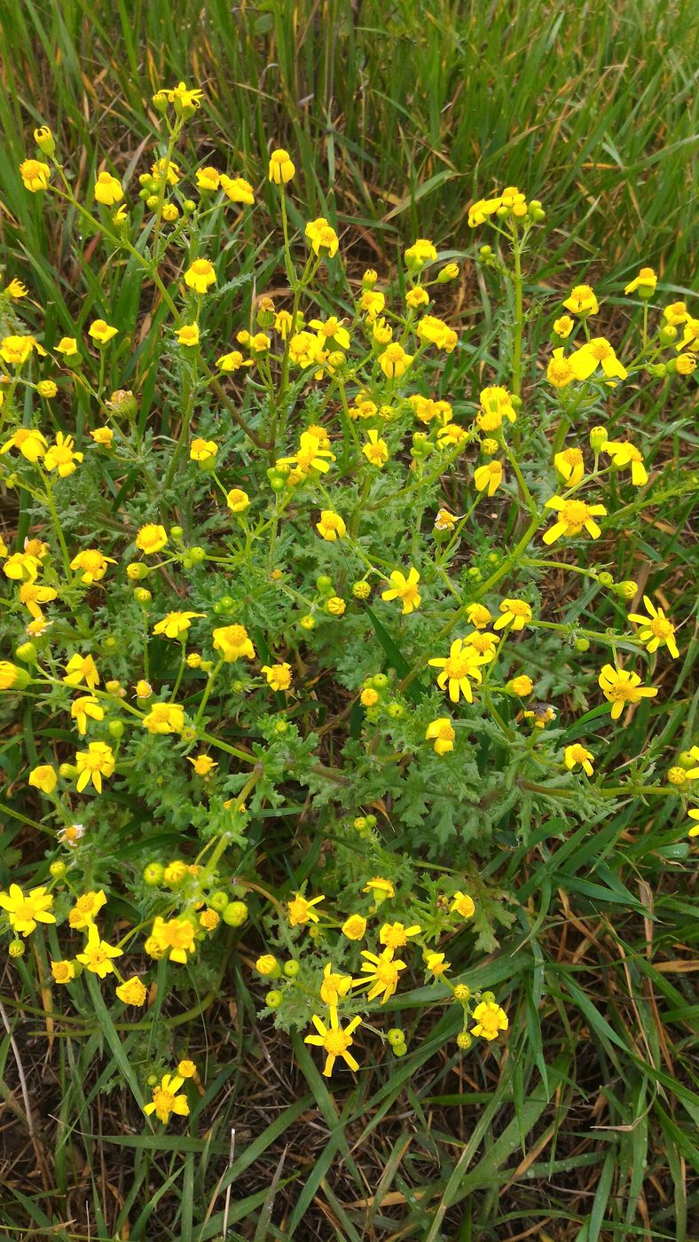 Image of Senecio vernalis specimen.