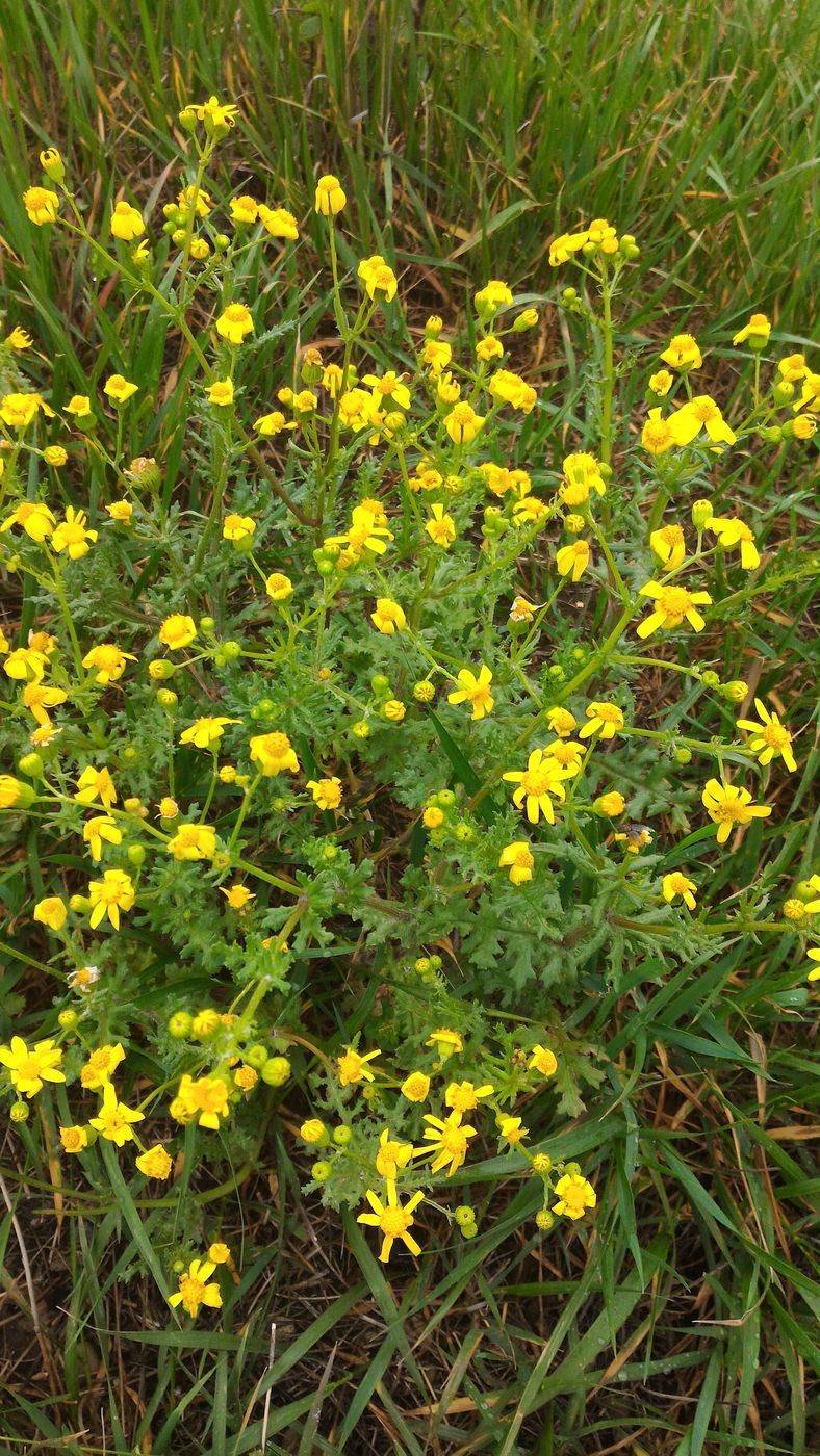 Изображение особи Senecio vernalis.