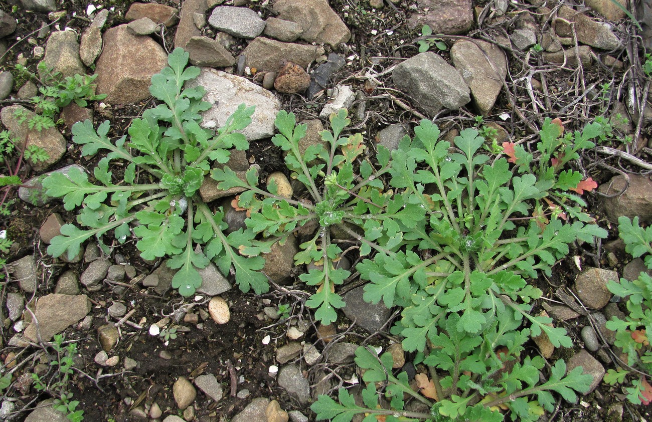 Изображение особи Papaver stevenianum.