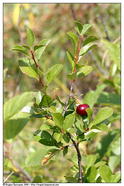 Image of Cerasus fruticosa specimen.