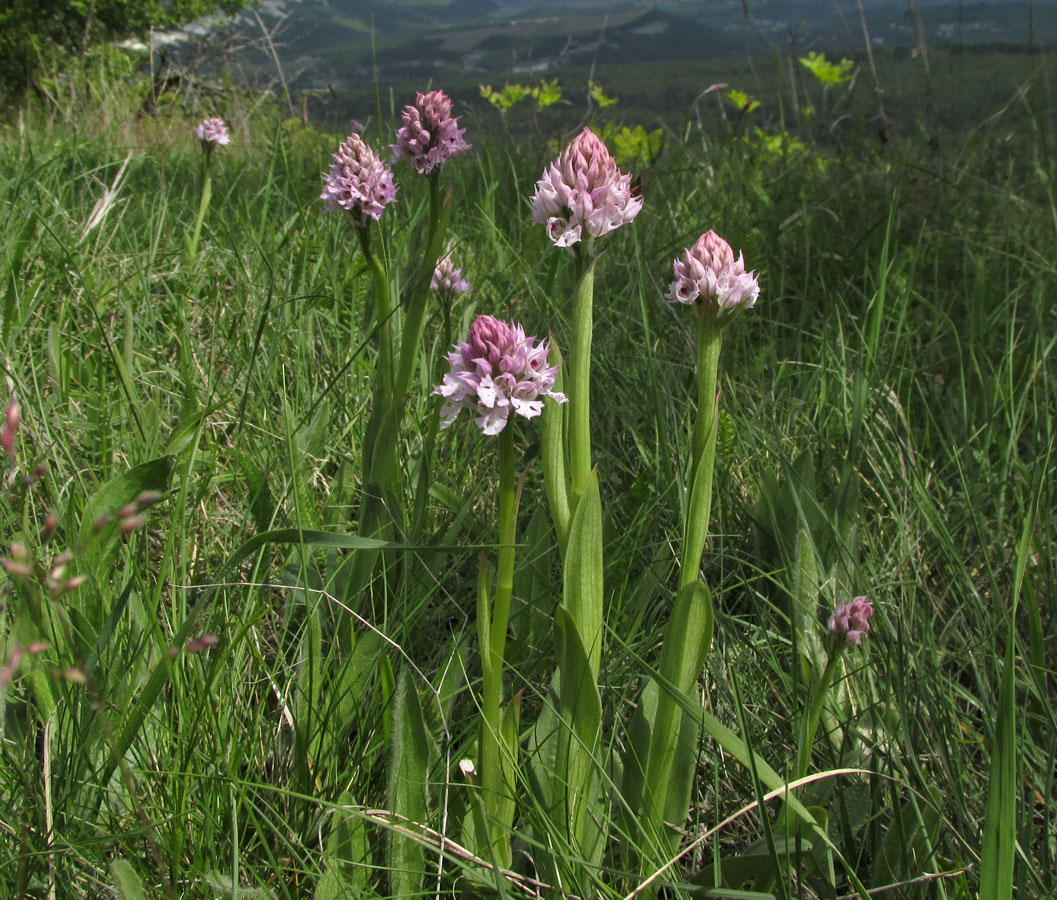 Изображение особи Neotinea tridentata.