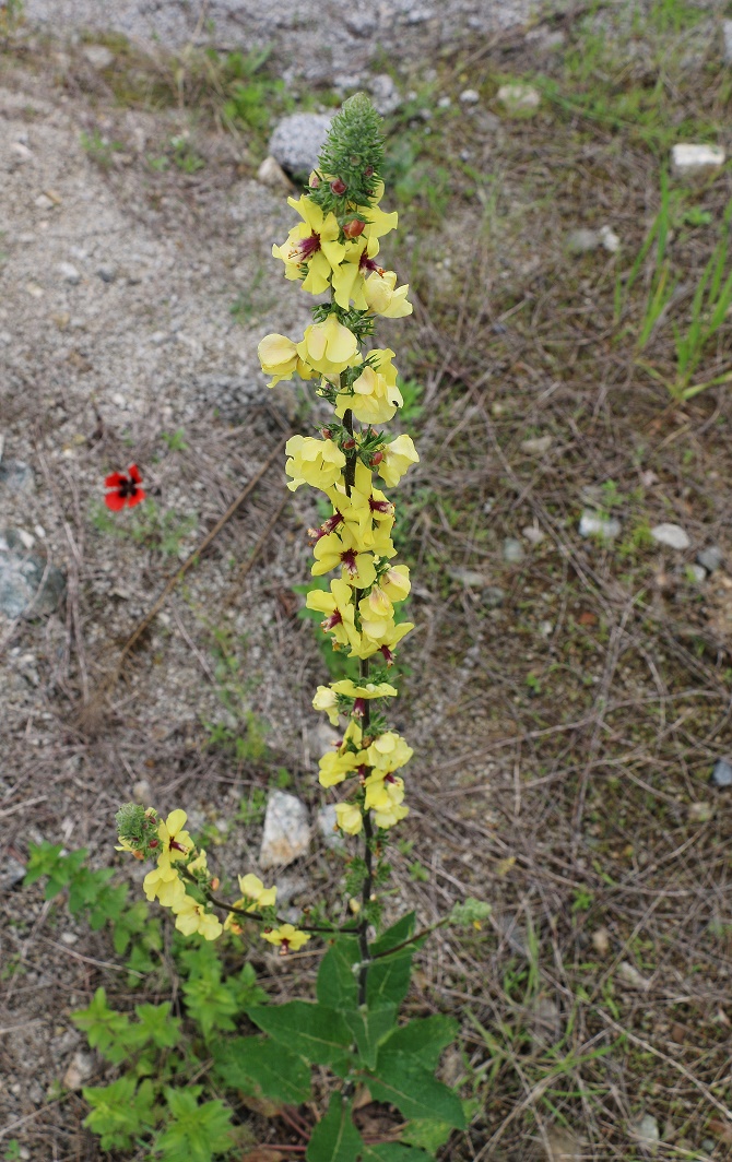 Image of Verbascum varians specimen.