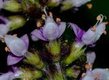 genus Ocimum
