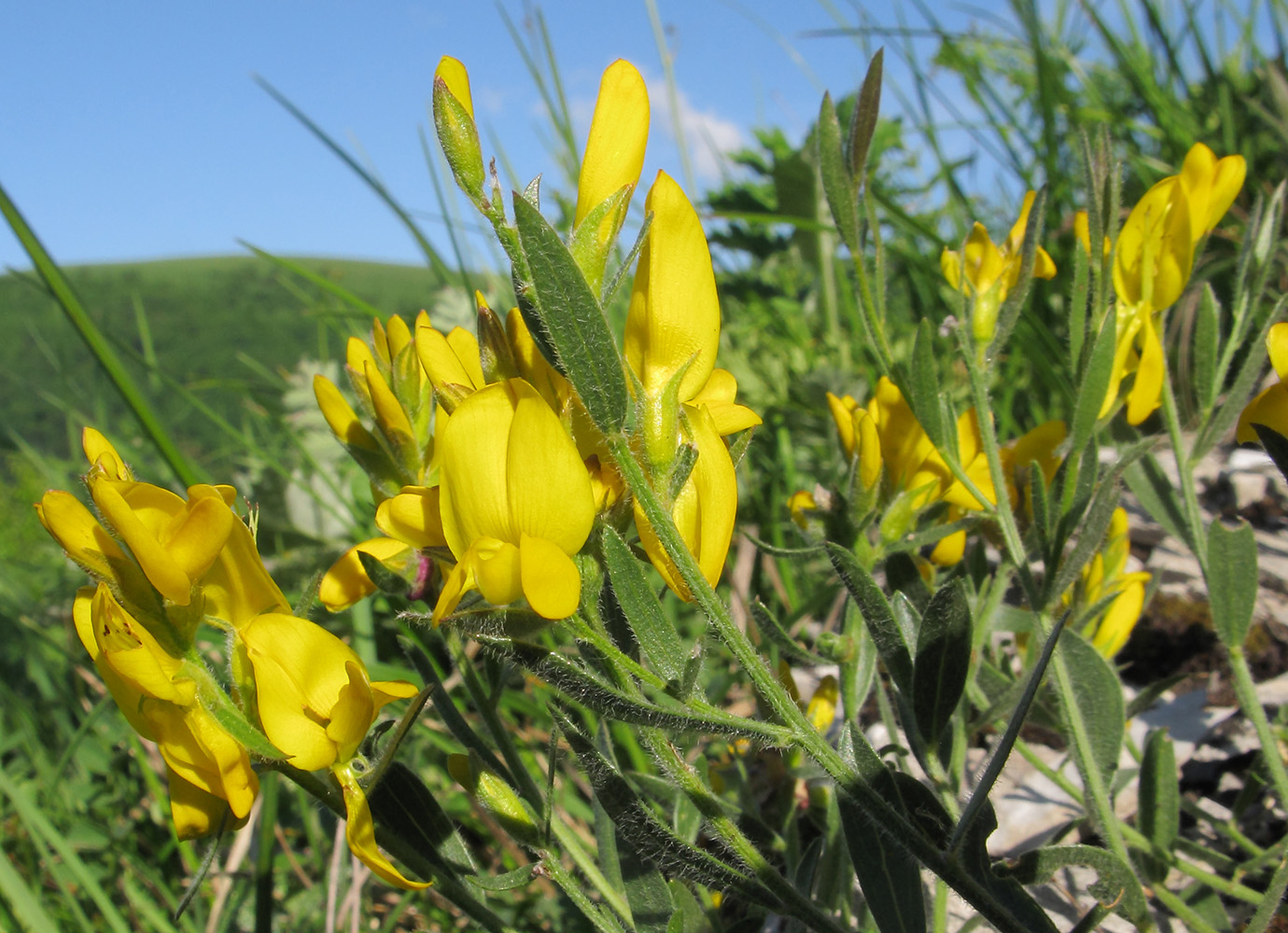 Изображение особи Genista humifusa.