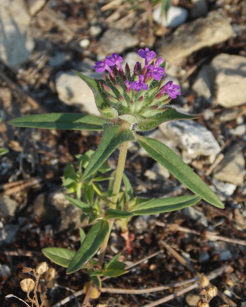 Изображение особи Ziziphora capitata.