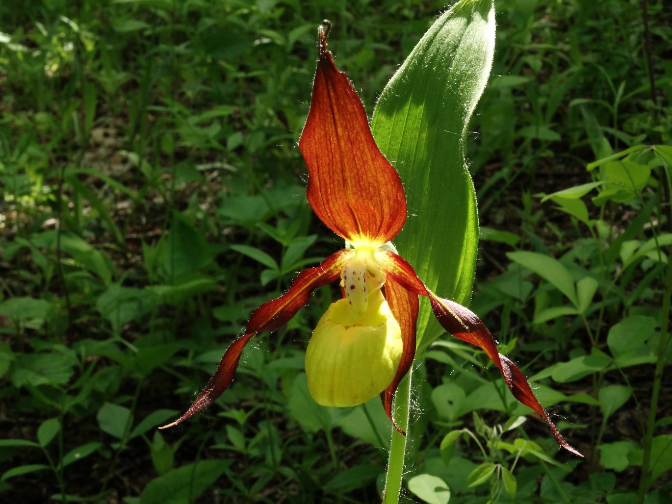 Изображение особи Cypripedium calceolus.