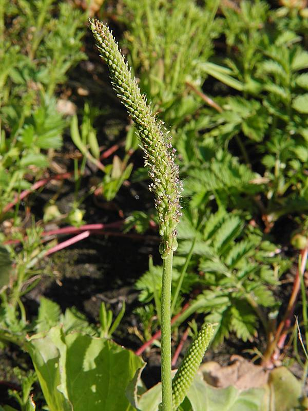 Изображение особи Plantago major.