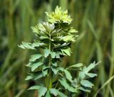 Thalictrum simplex. Верхушка молодого побега. Московская обл., Раменский р-н, окр. ж.-д. платформы Хрипань, просека под ЛЭП. 08.06.2016.