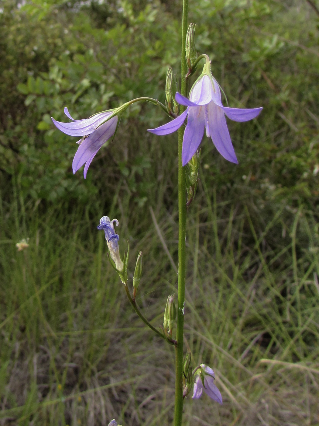 Изображение особи Campanula rapunculus.