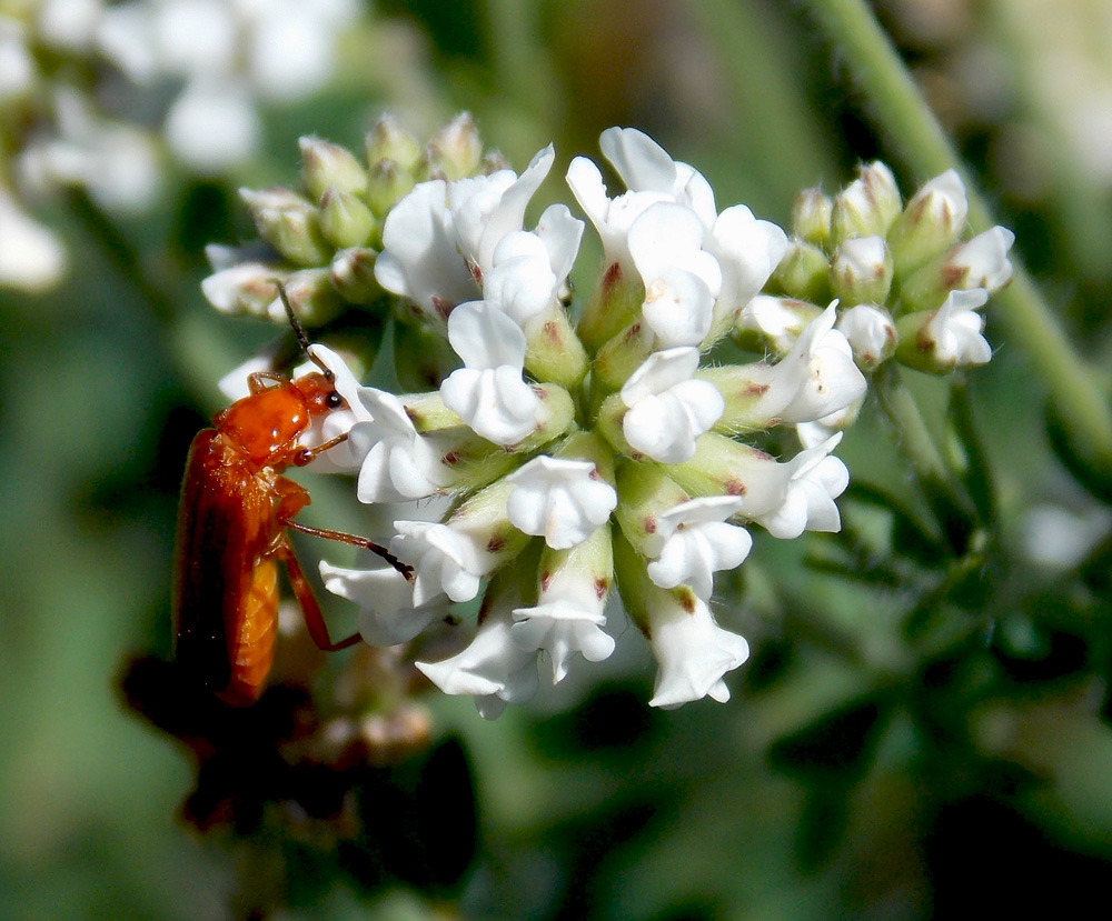 Image of Dorycnium herbaceum specimen.