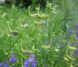 Delphinium consolida. Верхушки побегов с бутонами. Украина, Черкасская обл., Маньковский р-н, с. Буки, Букский каньон, остепнённый склон. 11.06.2016.