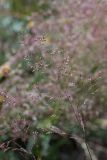 Agrostis