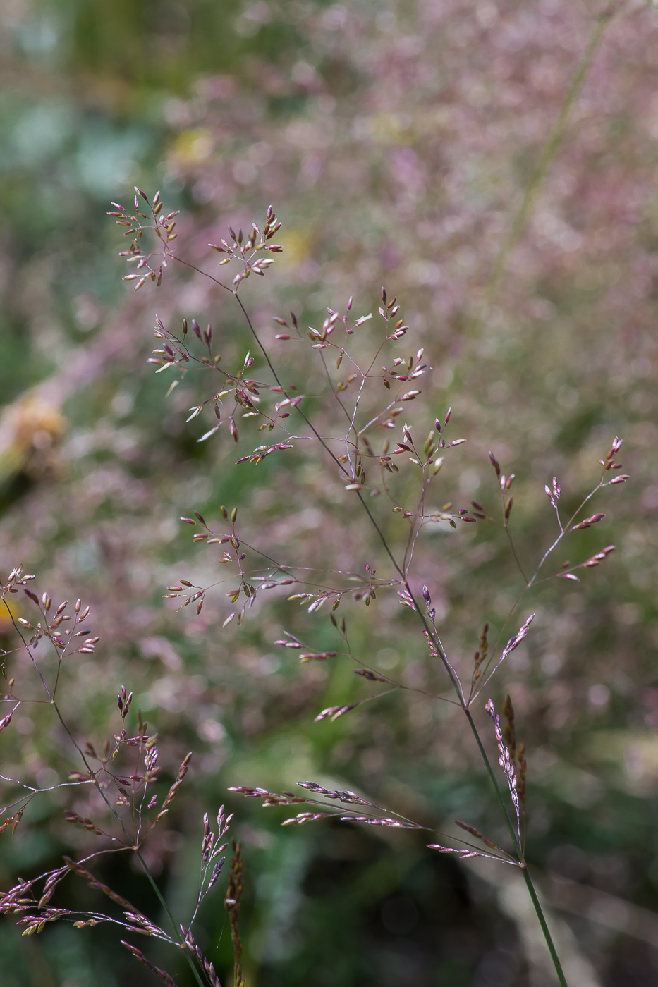 Изображение особи род Agrostis.