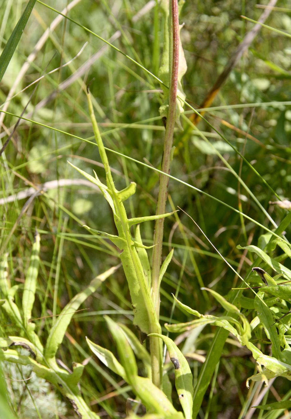 Image of Jurinea ledebourii specimen.