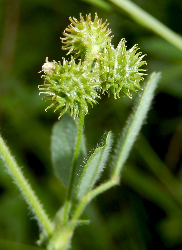 Image of Medicago minima specimen.