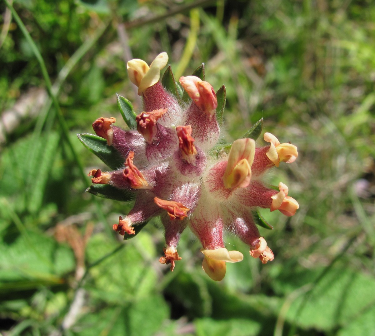 Image of Anthyllis variegata specimen.