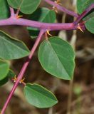 Capparis zoharyi