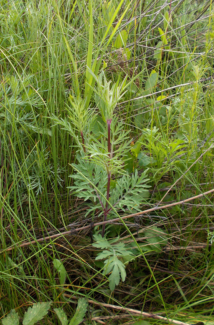 Изображение особи Scabiosa ochroleuca.