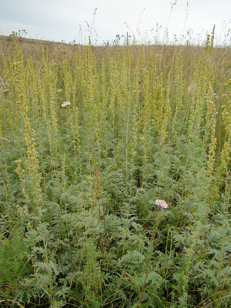 Изображение особи Artemisia armeniaca.