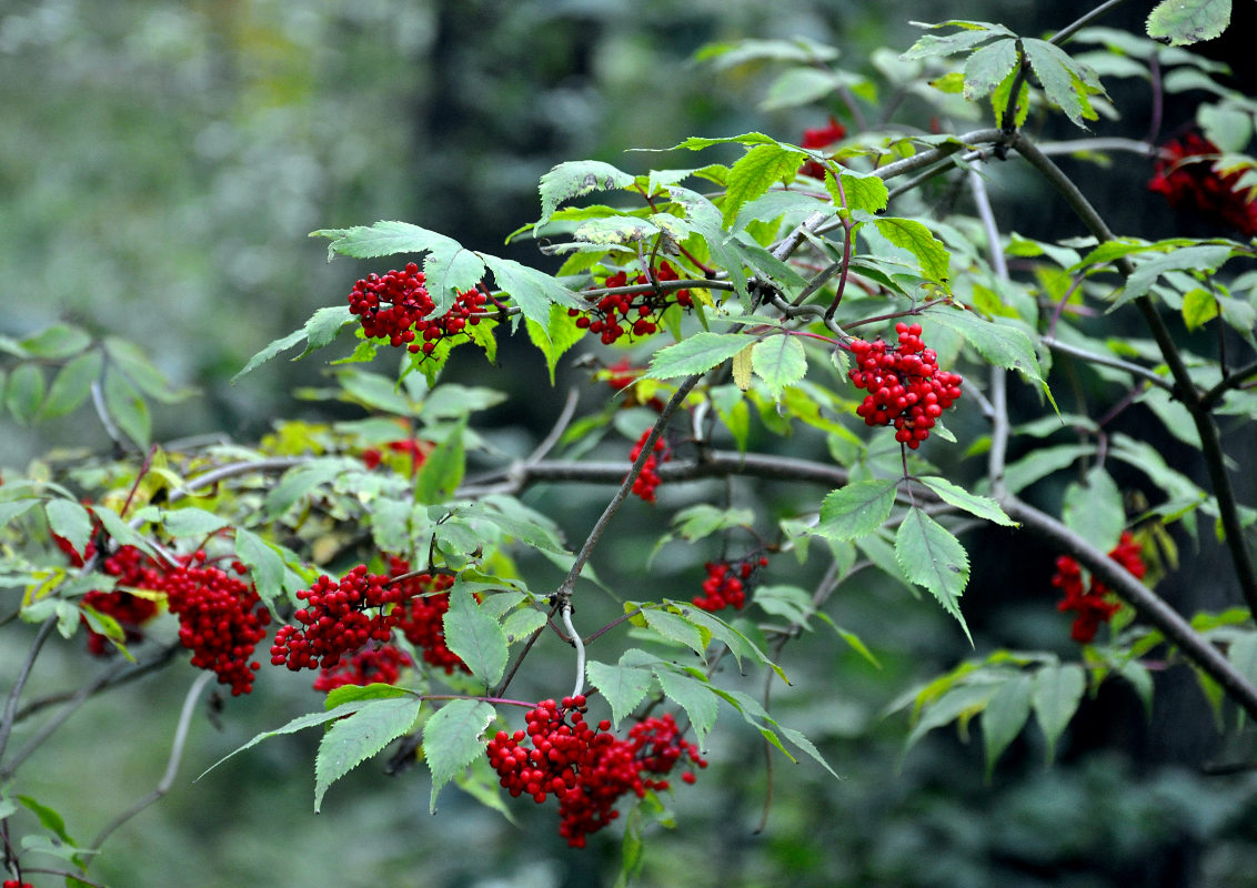 Image of Sambucus racemosa specimen.