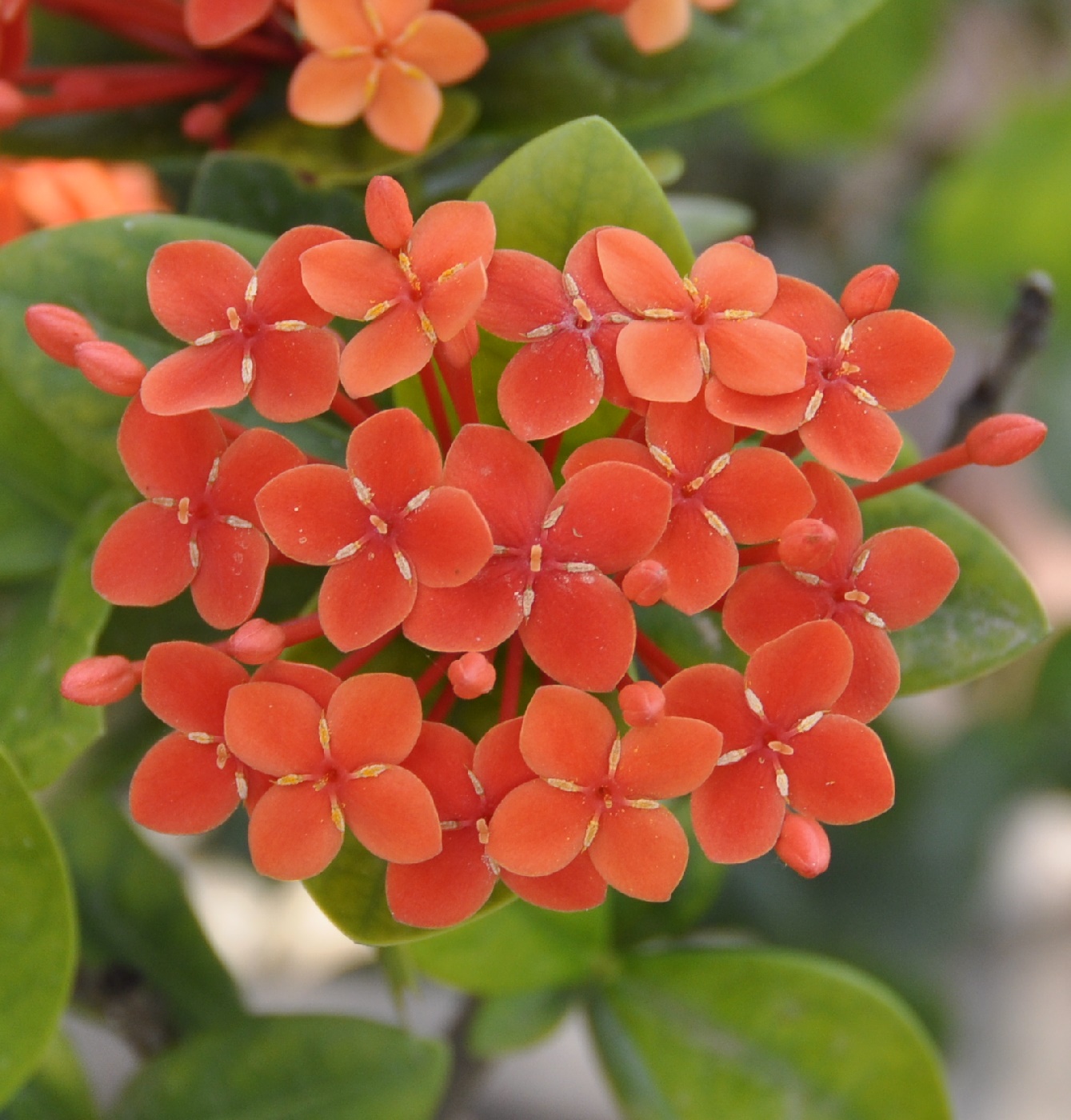 Image of Ixora coccinea specimen.