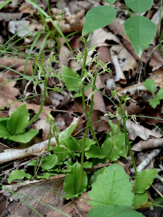 Image of Liparis krameri specimen.