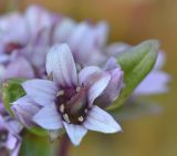 Gentianella turkestanorum. Цветок с формирующейся завязью. Казахстан, Алматинская обл., Заилийский Алатау, ущ. Левого Талгара, остепнённый склон, 3000 м н.у.м. 01.09.2016.