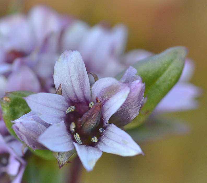 Image of Gentianella turkestanorum specimen.