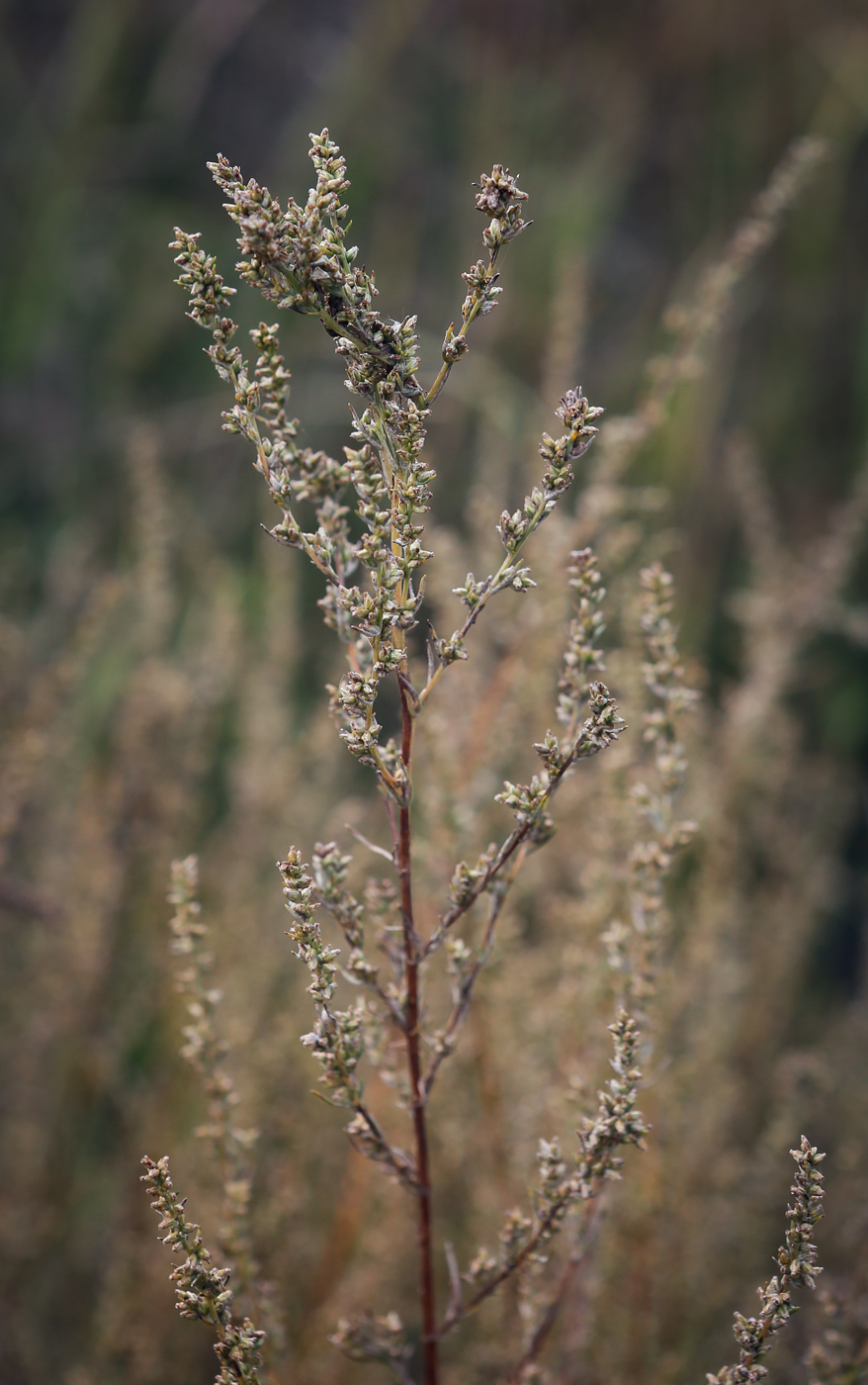 Изображение особи Artemisia campestris.