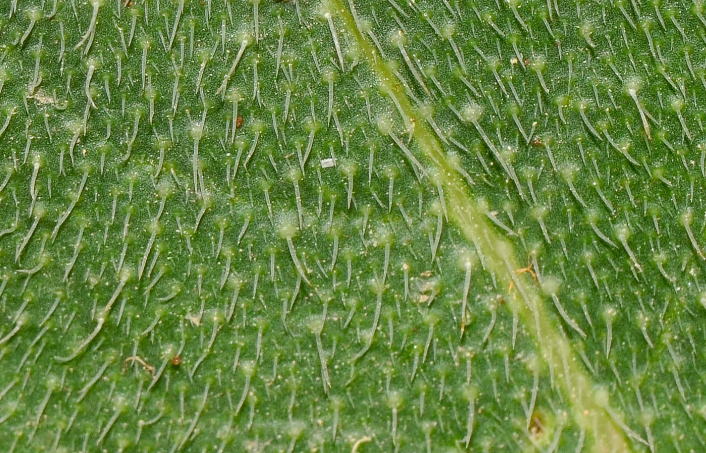 Image of Anchusa strigosa specimen.