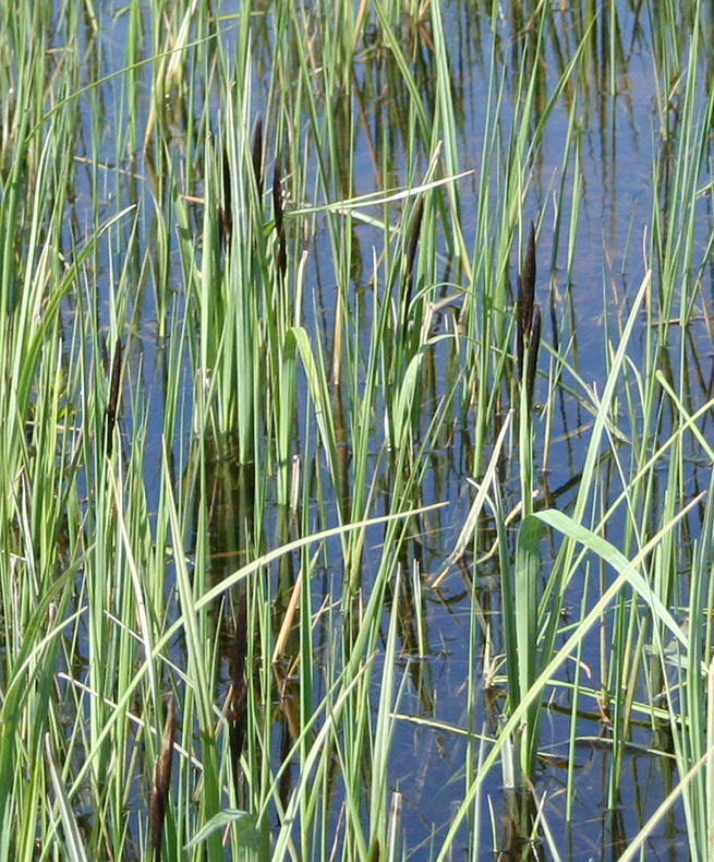 Изображение особи Carex riparia.