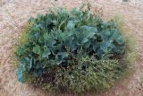 Crambe maritima