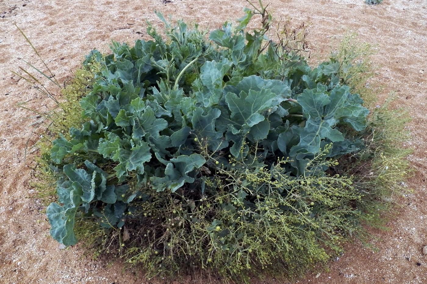 Image of Crambe maritima specimen.