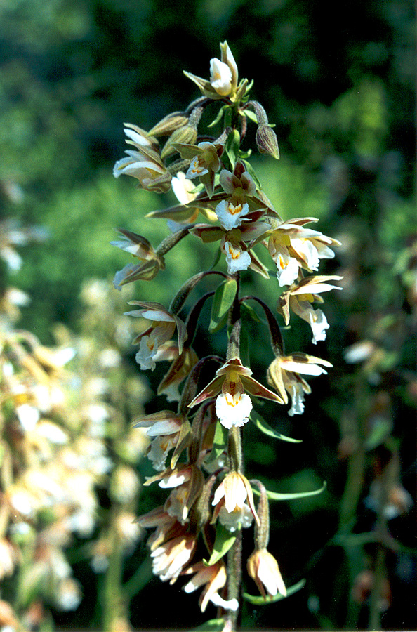 Изображение особи Epipactis palustris.