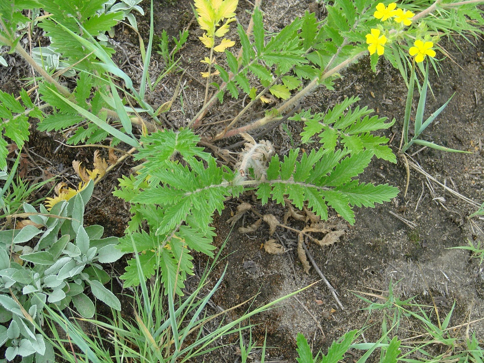 Изображение особи Potentilla tanacetifolia.