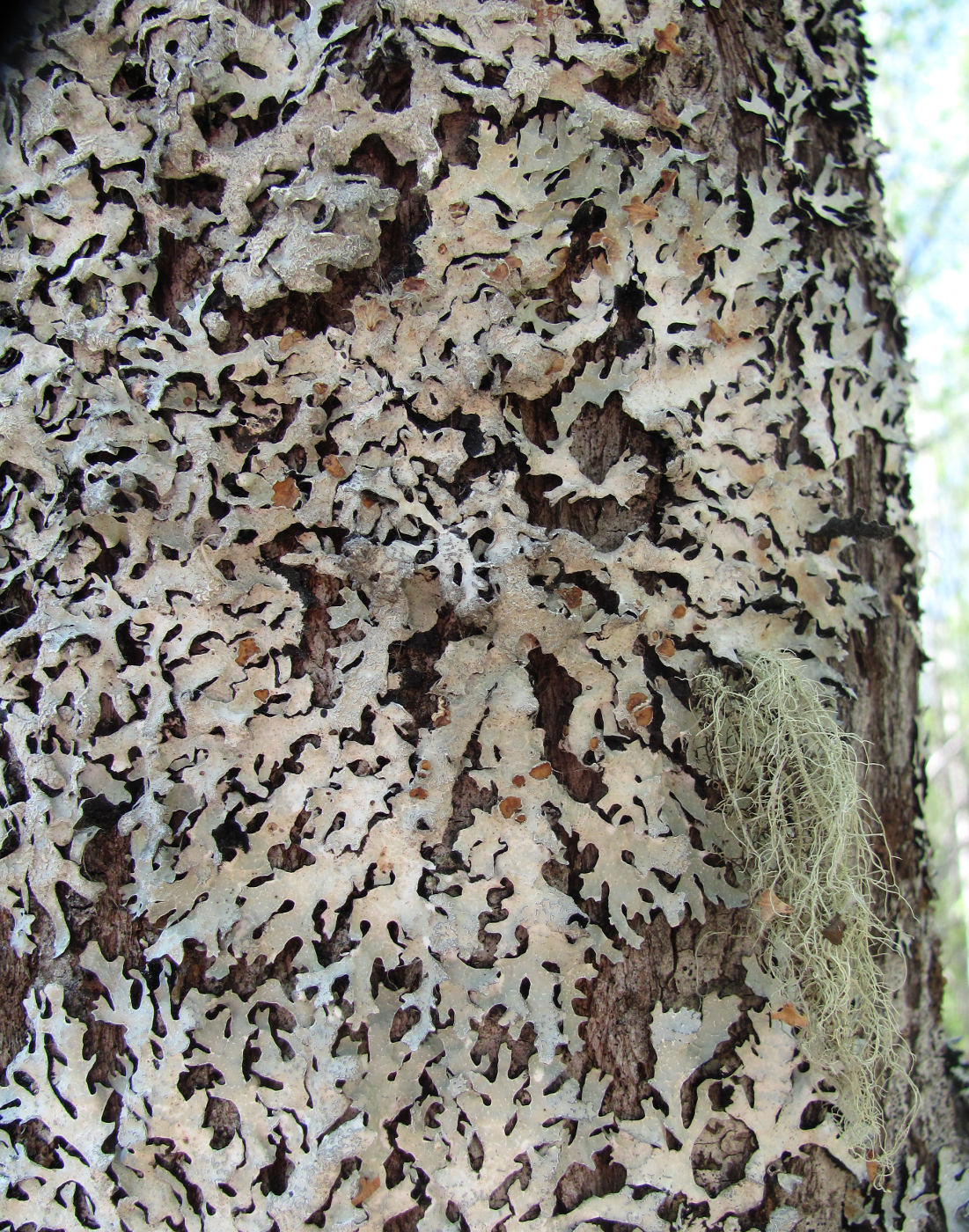 Image of Parmelia omphalodes specimen.