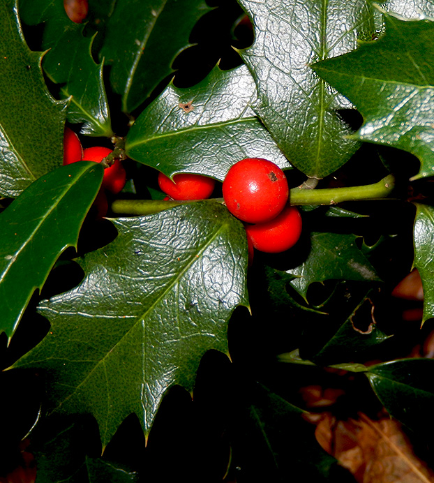 Image of Ilex colchica specimen.