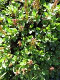 Salix brayi