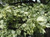 Acer pseudoplatanus. Ветви с плодами. Польша, Варшава. 27.06.2009.