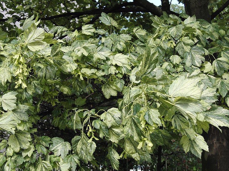 Изображение особи Acer pseudoplatanus.