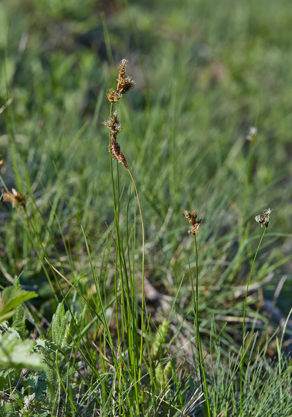 Изображение особи Carex praecox.