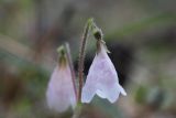 Linnaea borealis