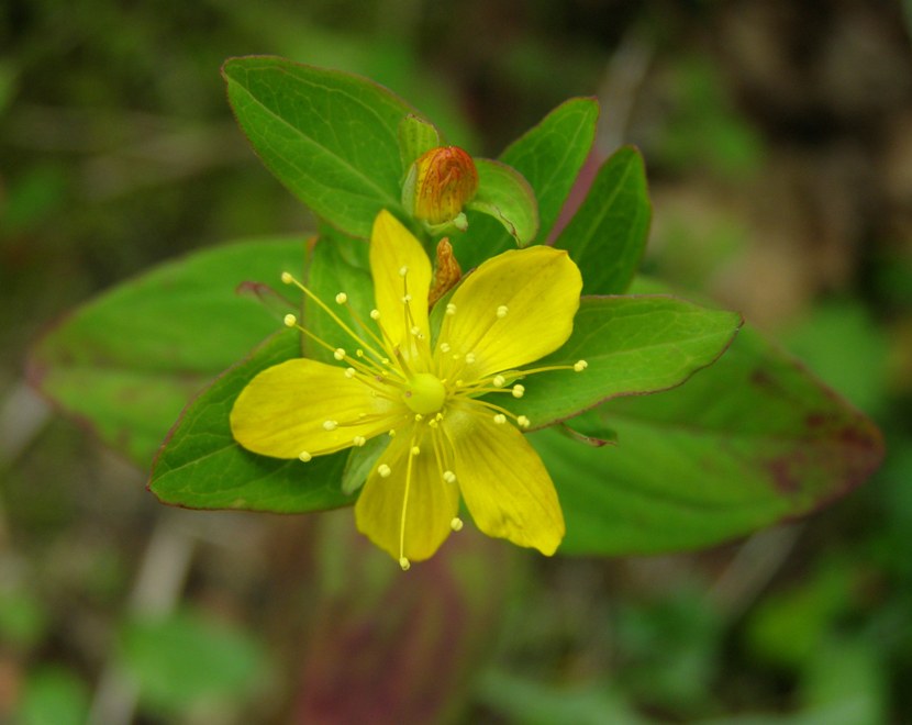 Image of Hypericum kamtschaticum specimen.