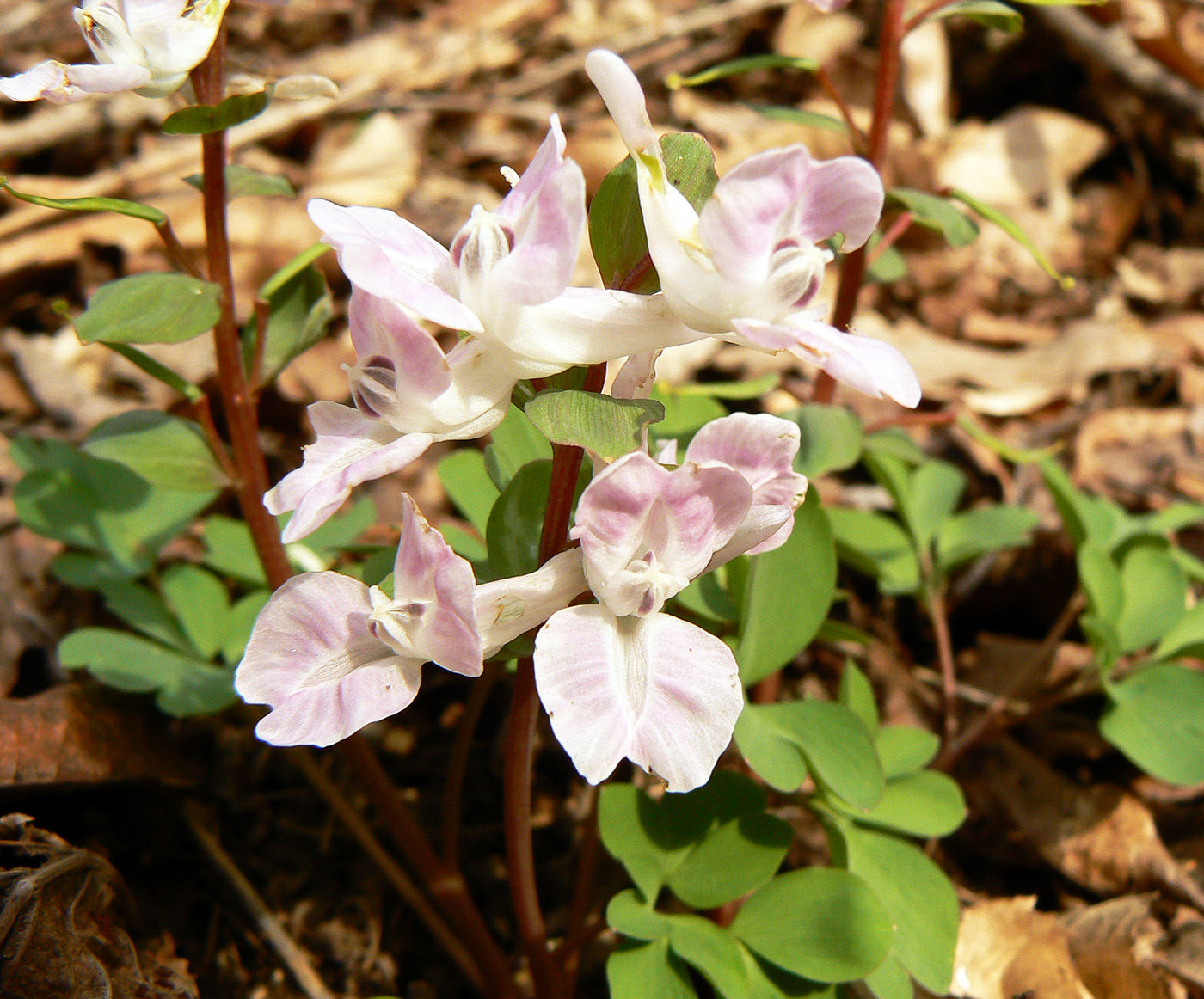 Image of Corydalis caucasica specimen.