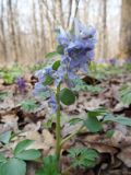 Corydalis solida